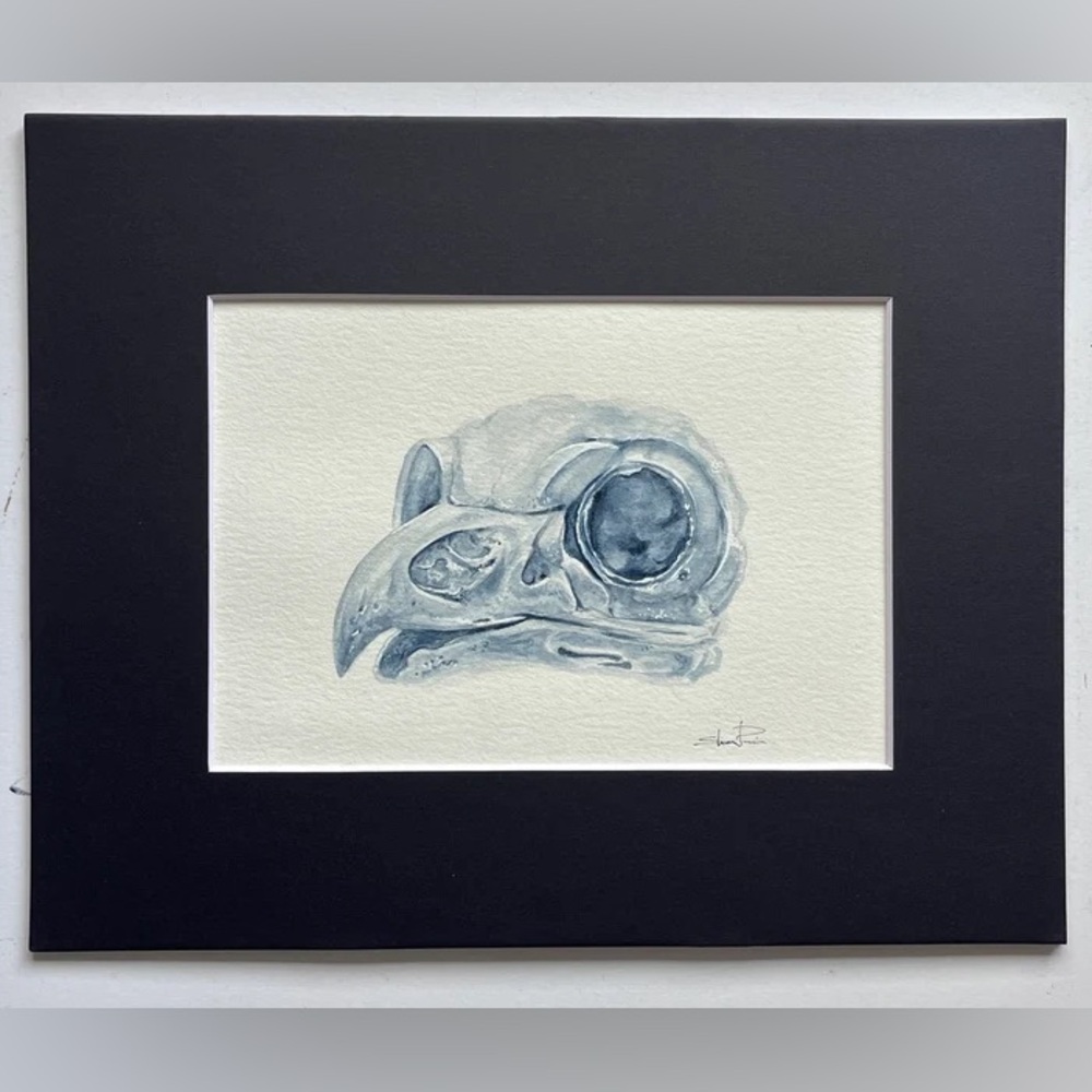 Original Watercolor bird skull anatomical Painting by me (Shannon Perrie/Perri…